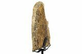 Fossil Hadrosaur Limb Bone Section w/ Metal Stand - South Dakota #335496-1